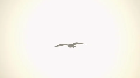 Slow Motion of Gull Flying and Diving Behind Tourists During Golden Hour Stock Footage 120392840