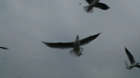 Slow motion gulls Stock Footage 98318941