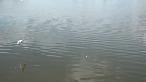 Slow motion of gulls picking food from the surface of the water Stock Footage 108744977