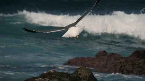 Slow motion of gulls taking off by the sea coastline Video stock 310266059