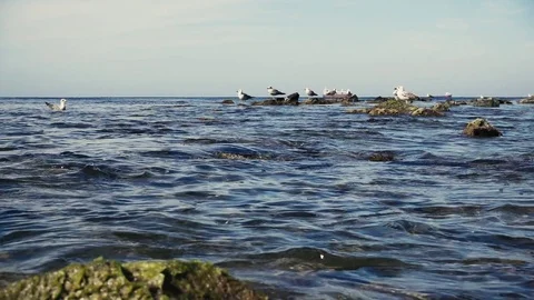 Slow motion gulls on the water and on rocks in the sea Stock Footage 80486270