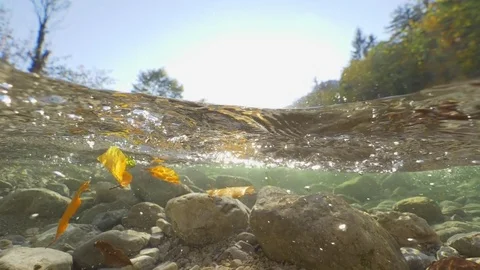SLOW MOTION, HALF-HALF: Yellow leaves rushing down rocky mountain river stream. Stock Footage 83207195