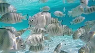 Slow Motion Half Underwater: Exploring Tropical Reef Stock Footage