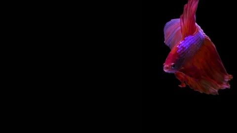 Slow Motion Halfmoon beautiful red siamese fish on black background. 스톡 동영상 89600296