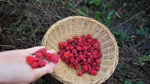 Slow motion hand drops ripe red juicy raspberry in the garden Stock Footage 115515676
