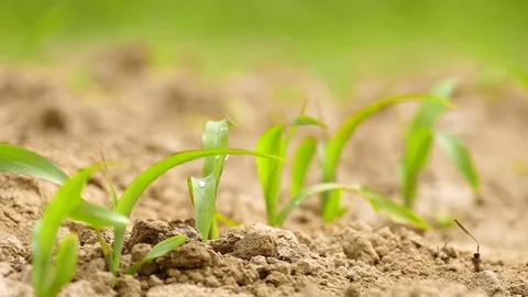 Slow motion. Hand of farmer carefully watered   green agricultural sprout Stock Footage 77032185