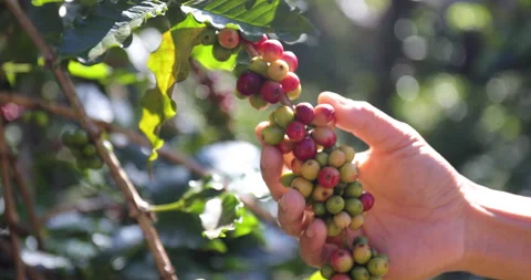 Slow motion Hand of farmer handle fresh coffee beans on coffee branch. Stock Footage 241557465