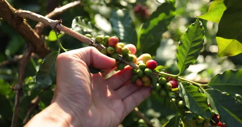 Slow motion Hand of farmer handle fresh coffee beans on coffee branch. Stock Footage 241557926