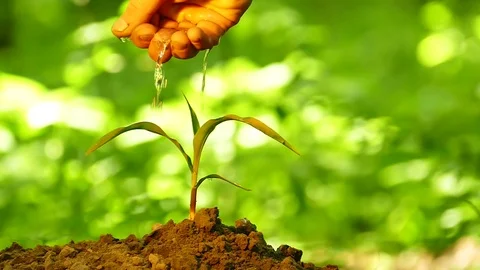 Slow motion. Hand of farmer watered   green sprout in front of green background Видео 77160562