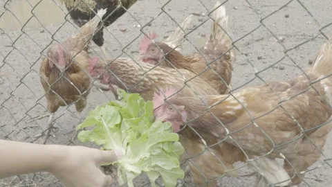 Slow Motion of Hand Feeding Free-Range Chickens (Galinhas) with Lettuce Stockbeeldmateriaal 320632953