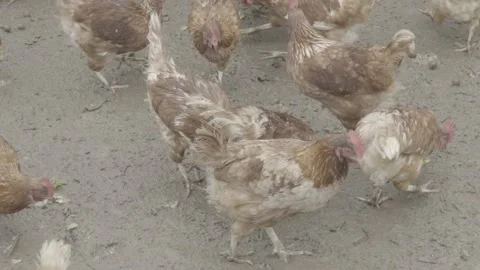 Slow Motion of Hand Feeding Free-Range Chickens (Galinhas) with Lettuce Stock Footage 320632986