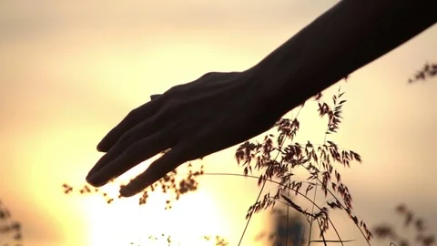Slow motion hand female touching grass with sunset Stock Footage