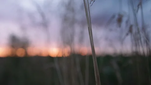 Slow motion hand held shot of wheat field near farm Stock Footage 88048707