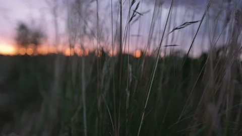 Slow motion hand held tight shot of golden lighting of wheat field Stock Footage 88048843