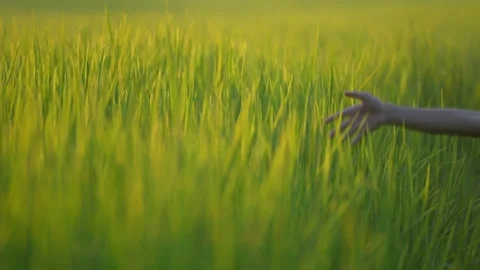 Slow motion hand on leaf of rice field on sunset background Stock Footage 218621307