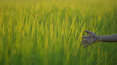 Slow motion hand on leaf of rice field on sunset background Vídeo Stock 218621376