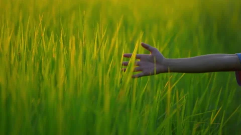 Slow motion hand on leaf of rice field on sunset background 動画素材 218621399