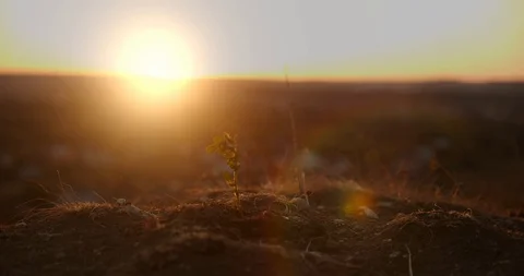 Slow Motion., a hand of a peasant man watering a freshly planted tree shoot to Video stock 116417569