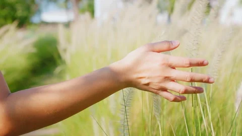 Slow motion hand of a person walking through the meadow in thick high grass.  Stock Footage