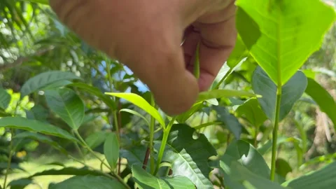 Slow motion of hand picking black tea at the tea plantation, 스톡 동영상 331068749
