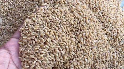 Slow Motion of Hand Picking Wheat Grains from Heap Видео 316901686
