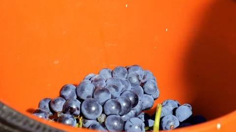 SLOW MOTION Hand placing a bunch of grapes in the basket of ripe grapes Stock Footage 116776446