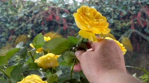 Slow motion – Hand placing a yellow rose flower in a vase. Stock Footage 119664015