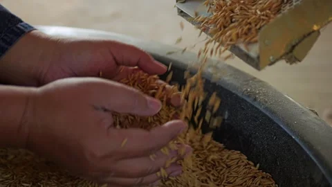 Slow Motion Hand show rice grains are falling Stock Footage 326331991