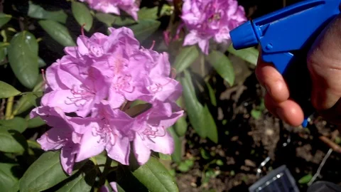 Slow motion: Hand spraying water on a rhododendron flower. Stock Footage 89935521