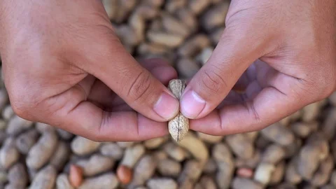 Slow motion hand squeezed the peanut shell to peel off. Stock Footage 103566708