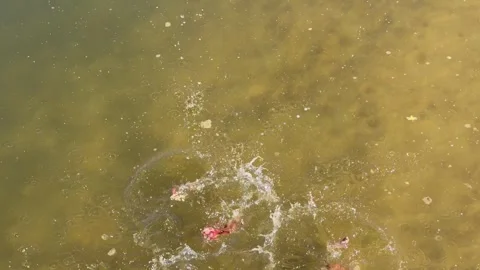 Slow Motion Hand Throwing Raw Beef Slices Into Murky Water Stock Footage 339424338