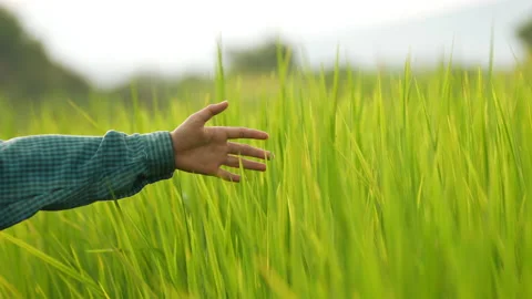 Slow motion hand touch green leaf of rice plantation in countryside Stock Footage 219088847