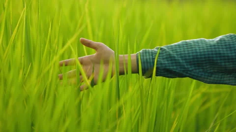 Slow motion hand touch green leaf of rice plantation in countryside Stock Footage 219090351