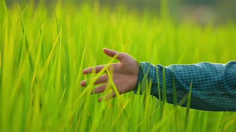 Slow motion hand touch green leaf of rice plantation in countryside 動画素材 219091349