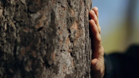 Slow motion hand touches the tree. Stock Footage 90138008