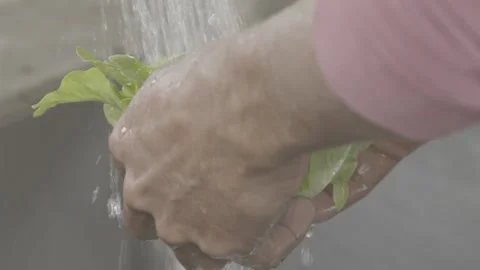 Slow Motion of Hand Washing Small Organic Lettuce (Alface) Under Water Stock Footage 320632692