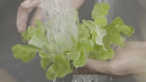 Slow Motion of Hand Washing Small Organic Lettuce (Alface) Under Water Stock Footage 320634430