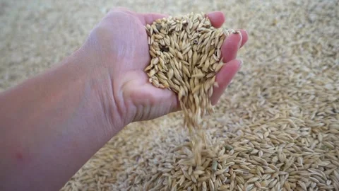 Slow motion a handful of oat grain pouring down 2 Stock Footage 155289294