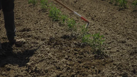Slow Motion Handheld Close-Up Farm Worker Hoeing Soil Crop Field Vidéo 335717044