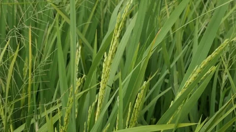 Slow motion handheld close up of young green rice grains. Stock Footage 336305525