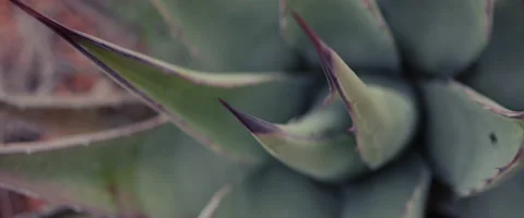 Slow Motion Handheld of Desert Succulent Plant Stock Footage 61836459
