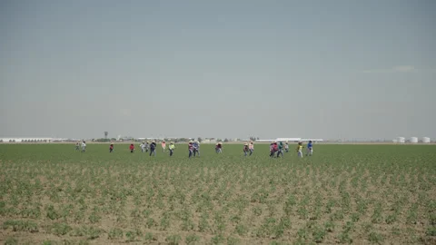 Slow Motion Handheld Farm Workers Walking Through Vast Green Crop Field Stock Footage 335717330