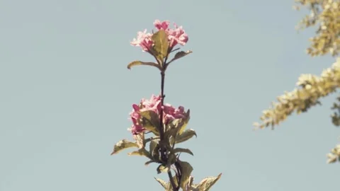 Slow Motion Handheld Flower In The Sun Stock Footage 242673480