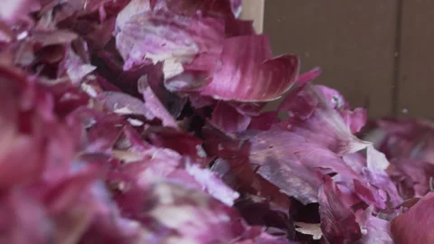 Slow Motion Handheld Red Onion Peels Pouring Out of Box Stock Footage 335781404