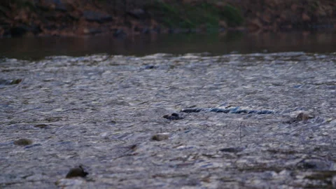 Slow Motion Handheld River Water Flowing Over Rocks Nature Vidéo 335720116