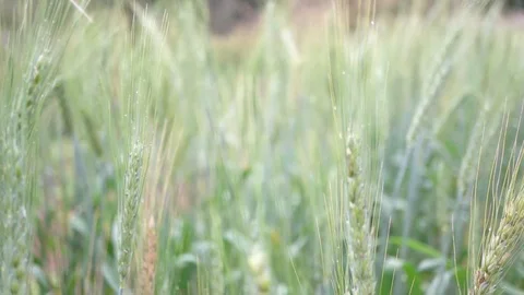 Slow motion handheld shot of barley field with dew drop, shallow depth of filed Stock Footage 101453971