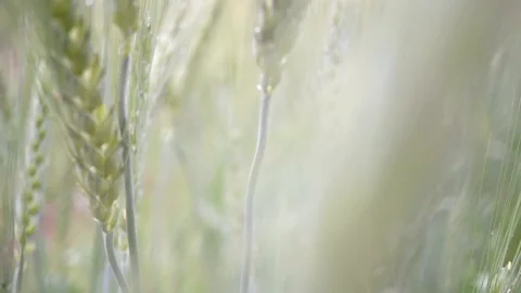 Slow motion handheld shot of barley field with dew drop and flying insect Stock Footage 101453972