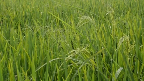 Slow motion handheld shot of fresh green rice leaves. Stock Footage 336305521