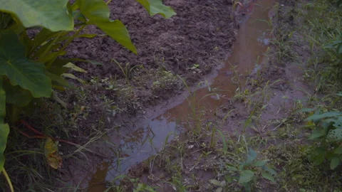 Slow-Motion Handheld Shot of Muddy Garden with Leaves and Watery Mud Stream Stock Footage 169022786