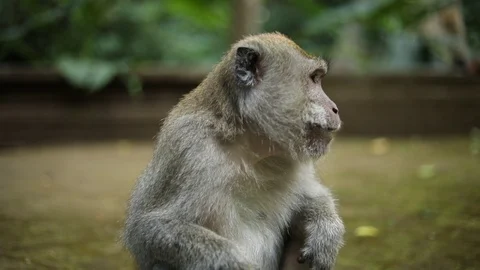 Slow Motion Handheld shot of one of the beautiful Balinese Long-Tailed Stock Footage 113783116